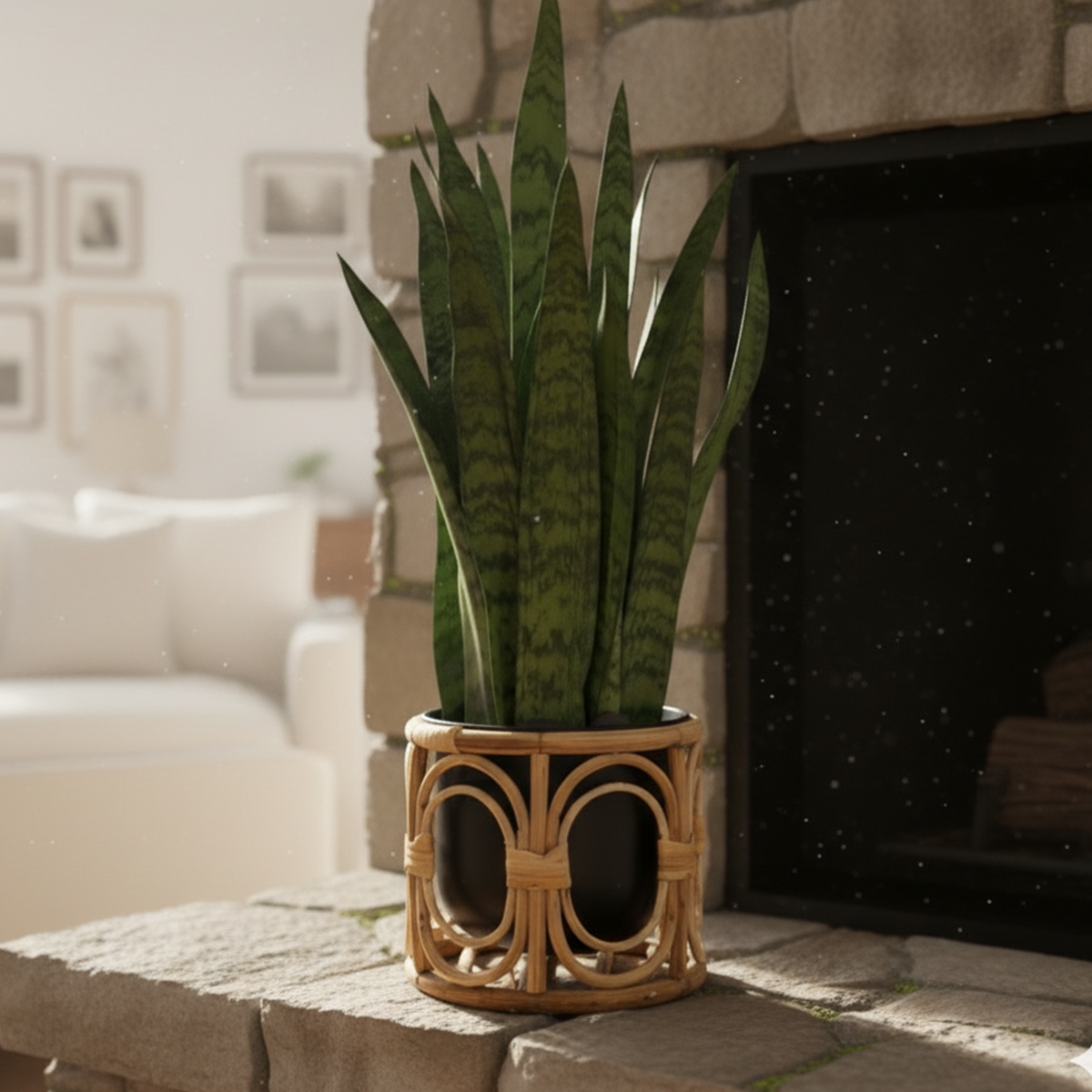 sycamore faux sansevieria Shop Charismatic Cane Planter