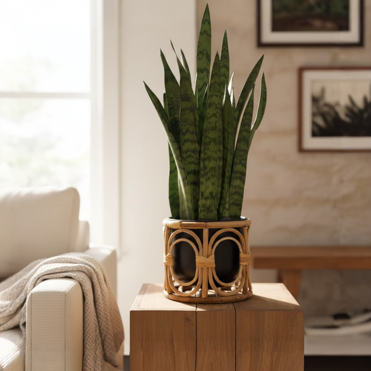 Charismatic Cane Planter