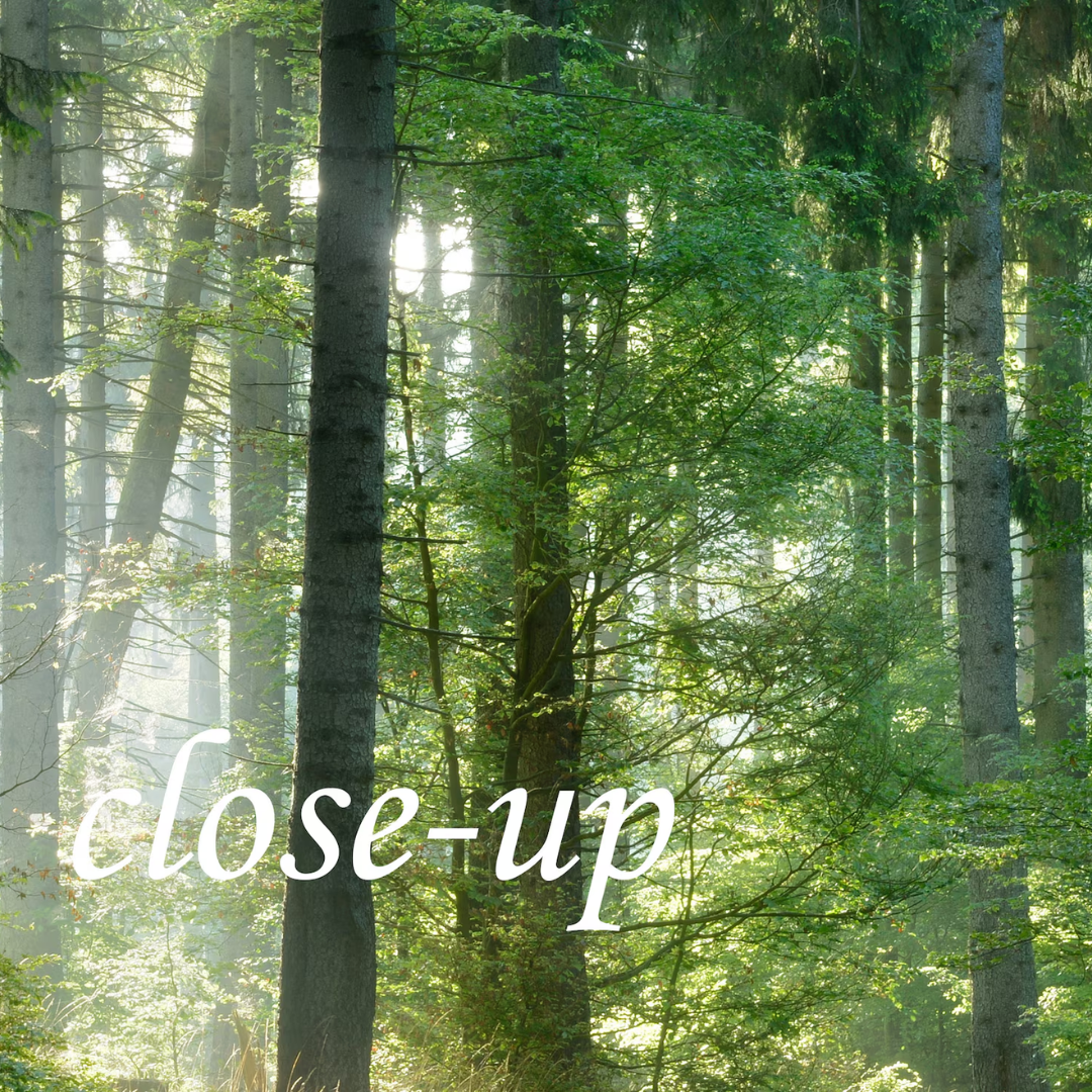 Evergreen Spruce Forest Wallpaper